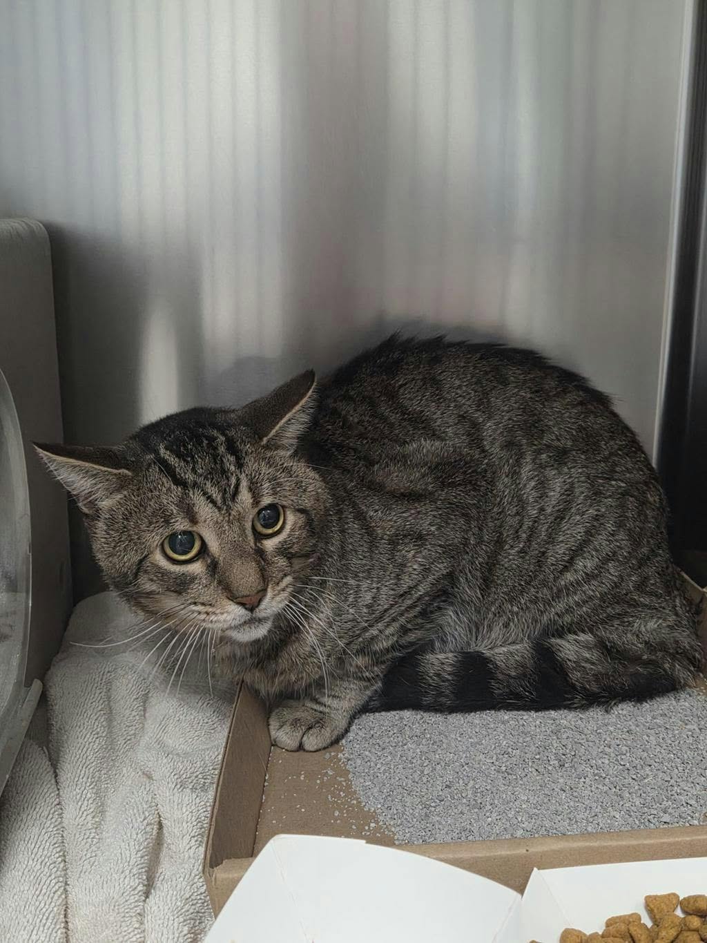 Found cat