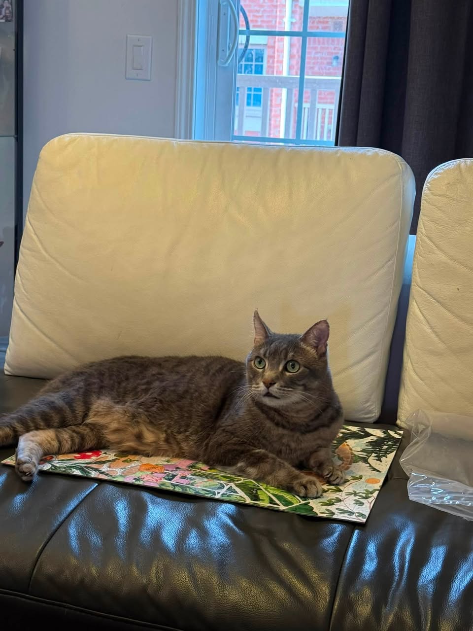 Lost cat