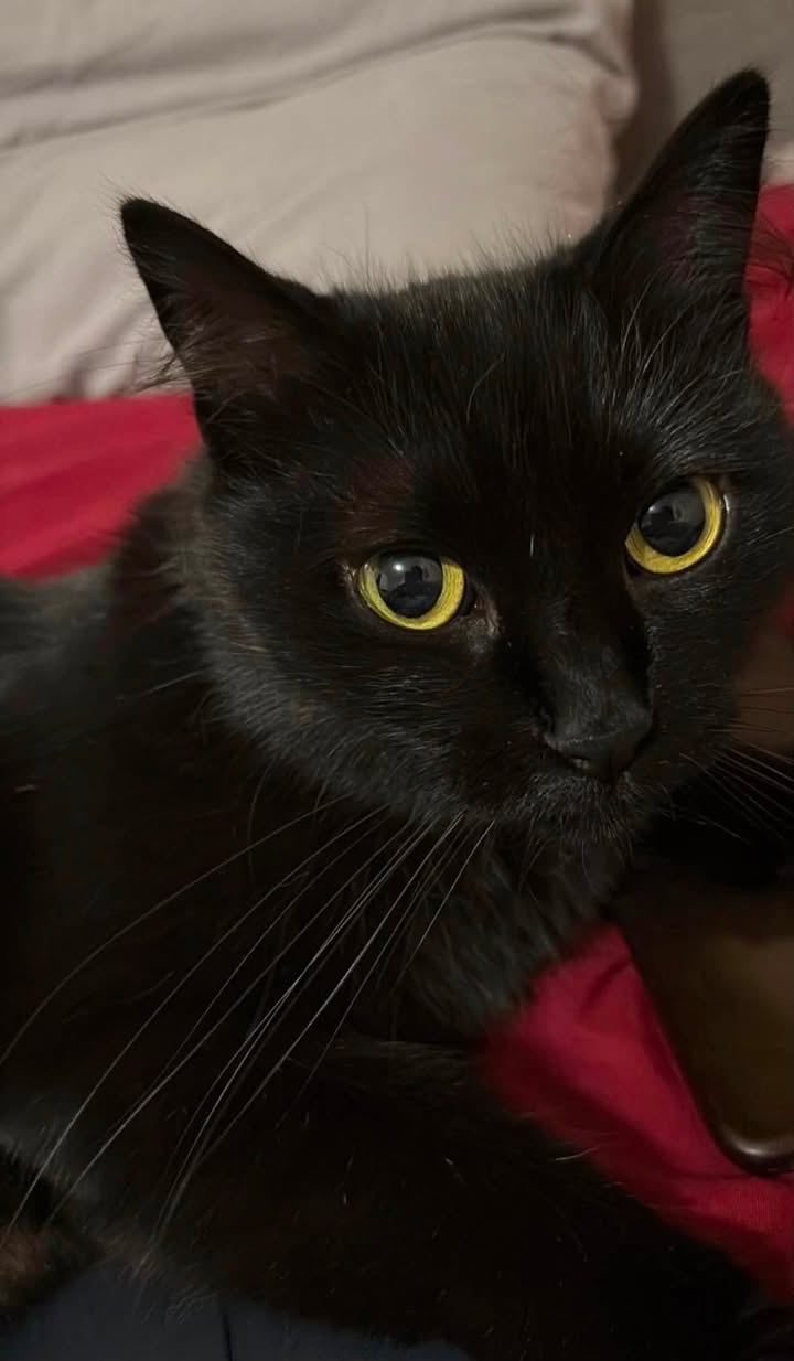 Lost cat