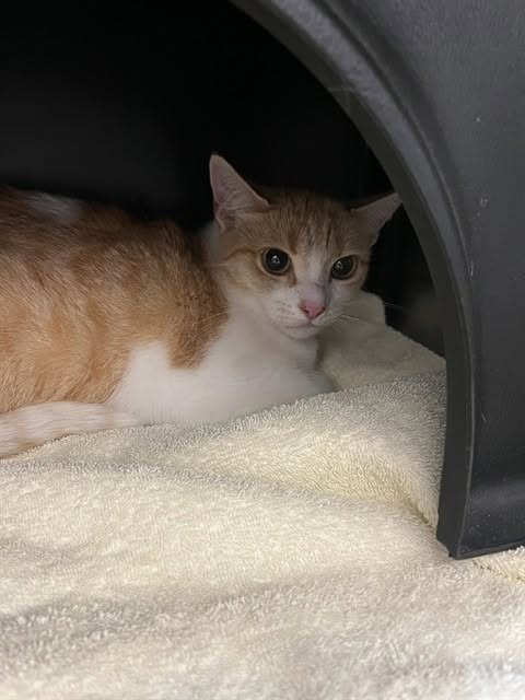 Found cat