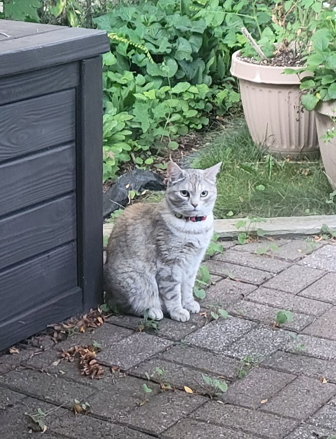 Found cat
