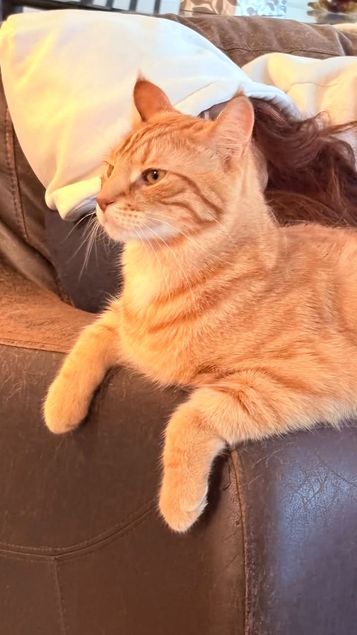 Lost cat