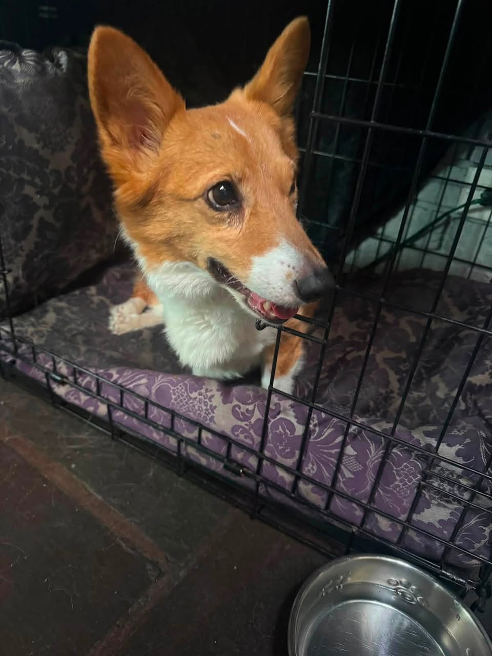 Found dog