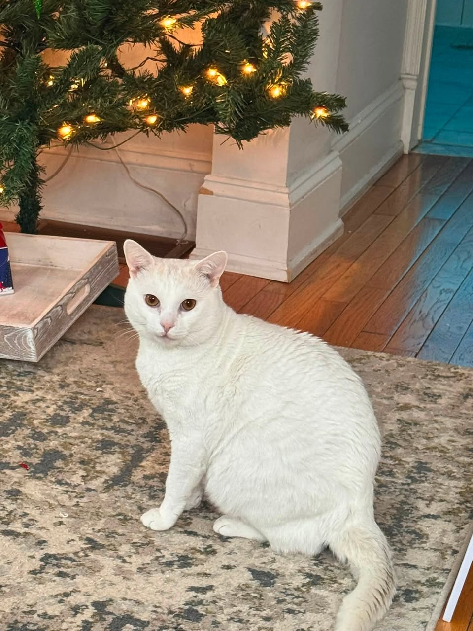 Lost cat