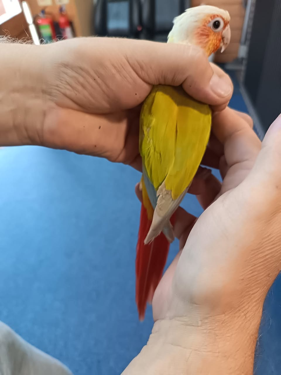Found bird