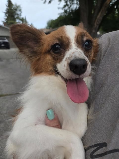 Found dog