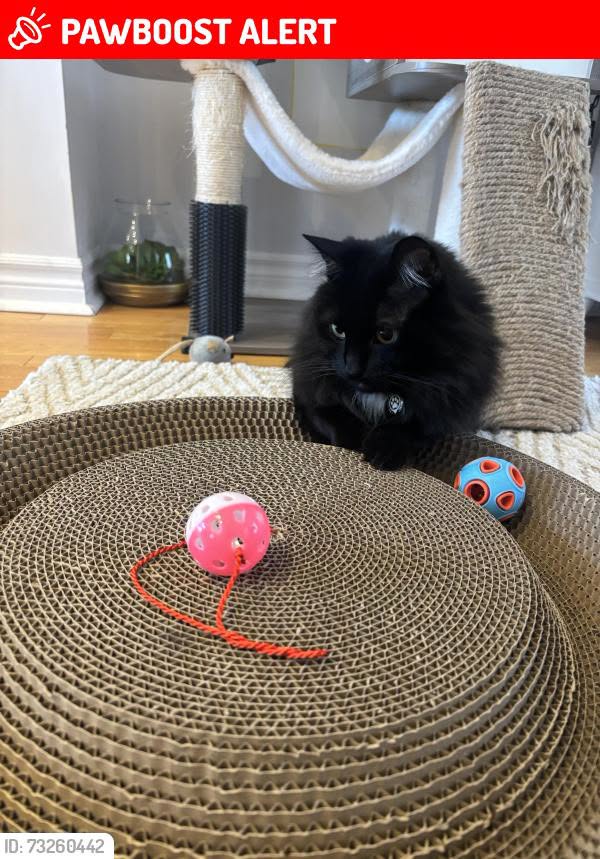 Lost cat
