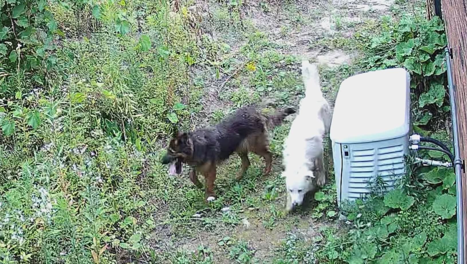 Found Dog in Goodwood