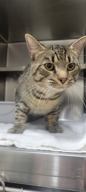 Found cat