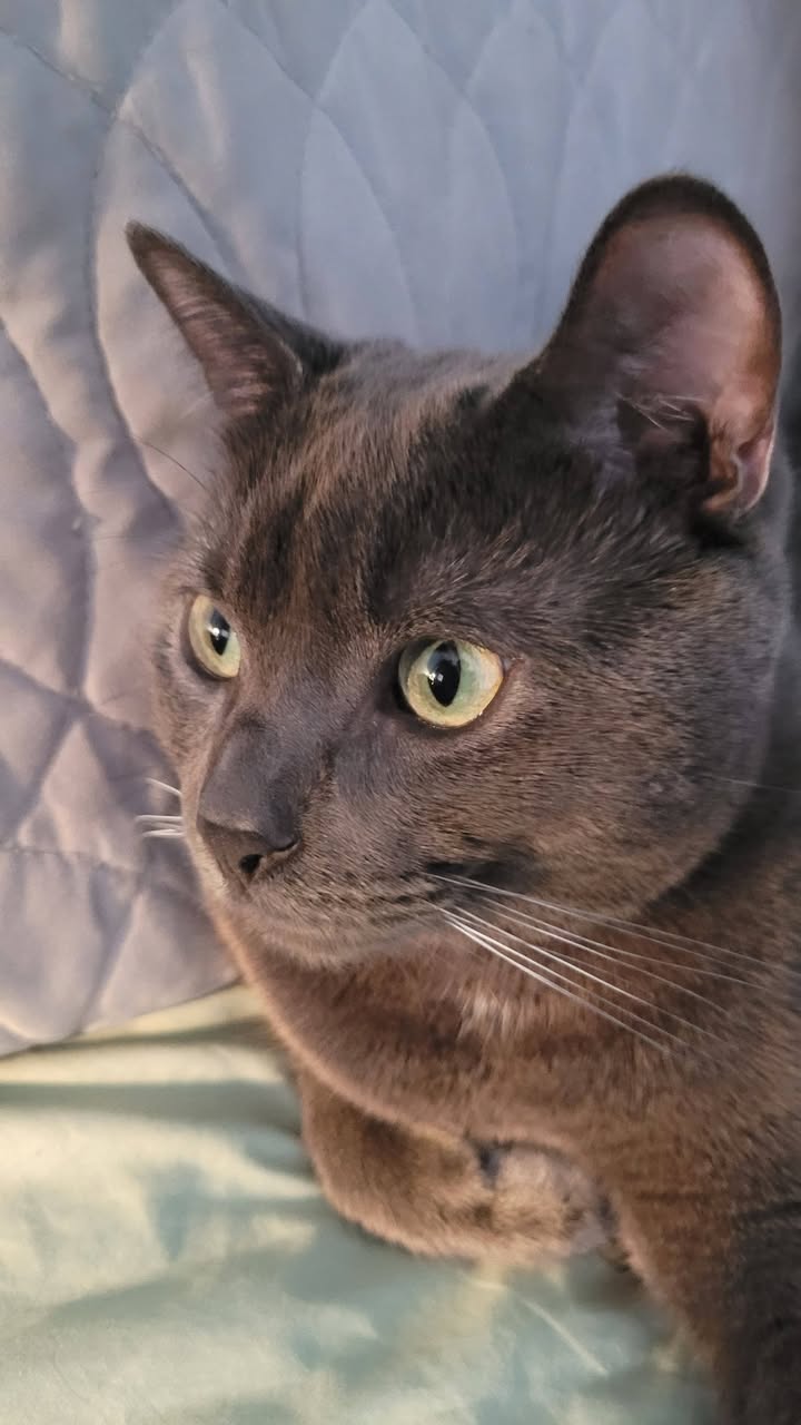 Lost cat