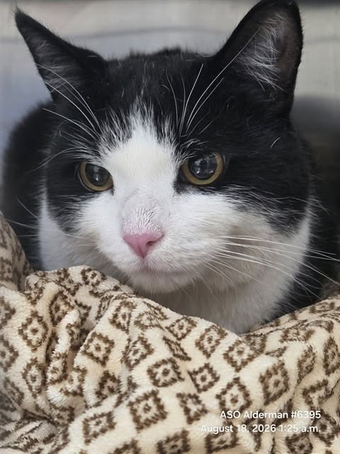 Found cat