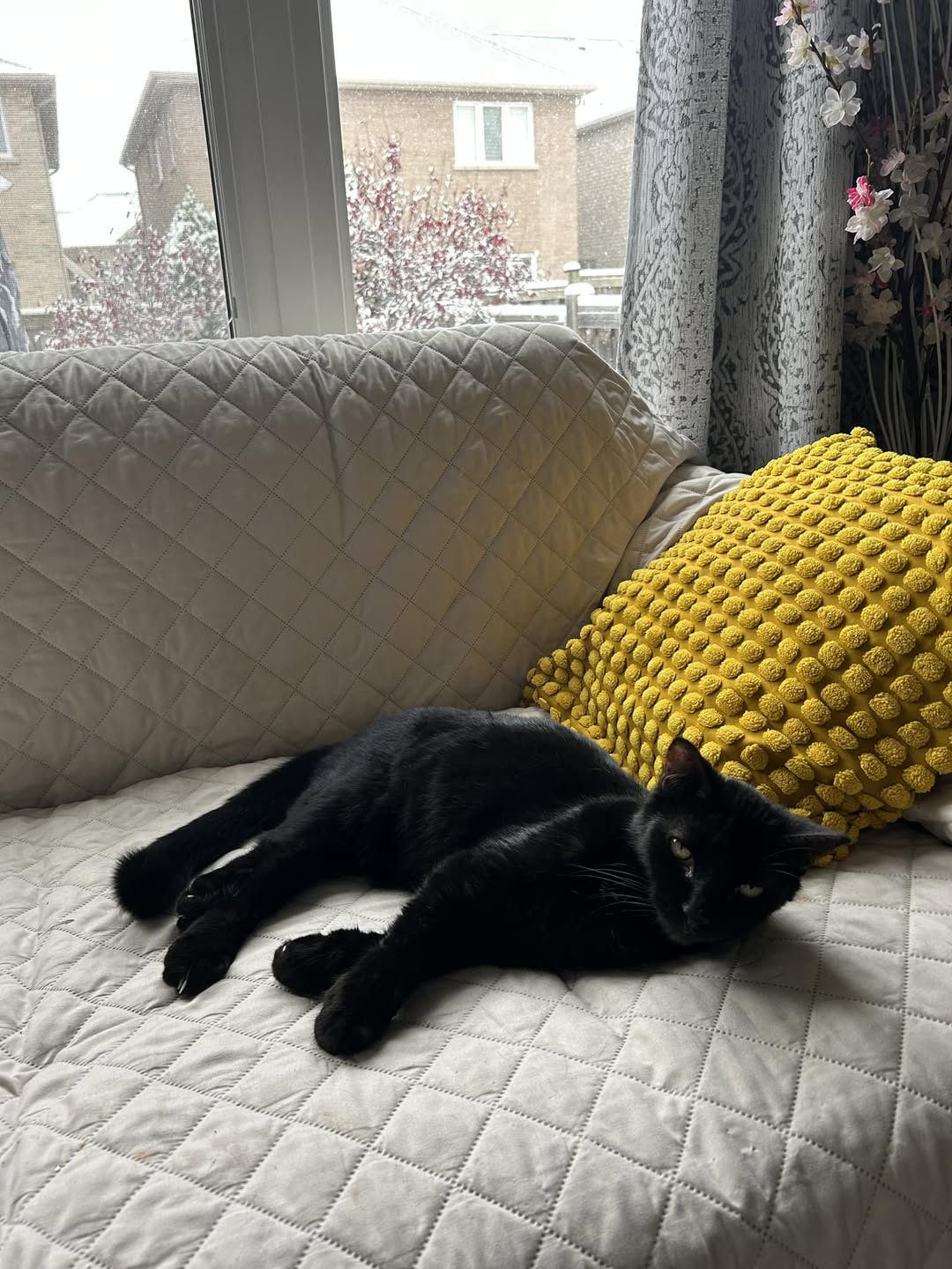 Lost cat