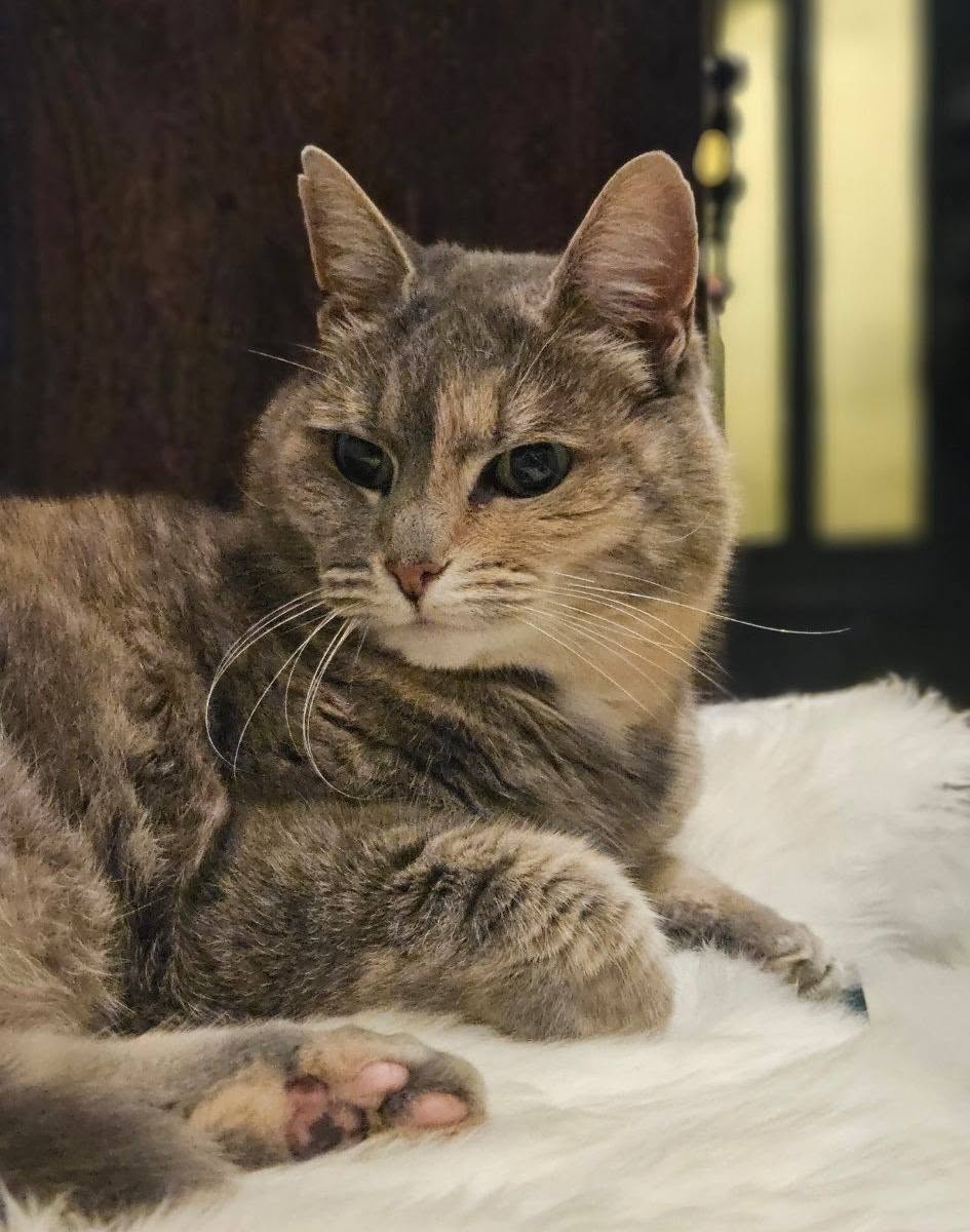 Lost Cat in Hokksund