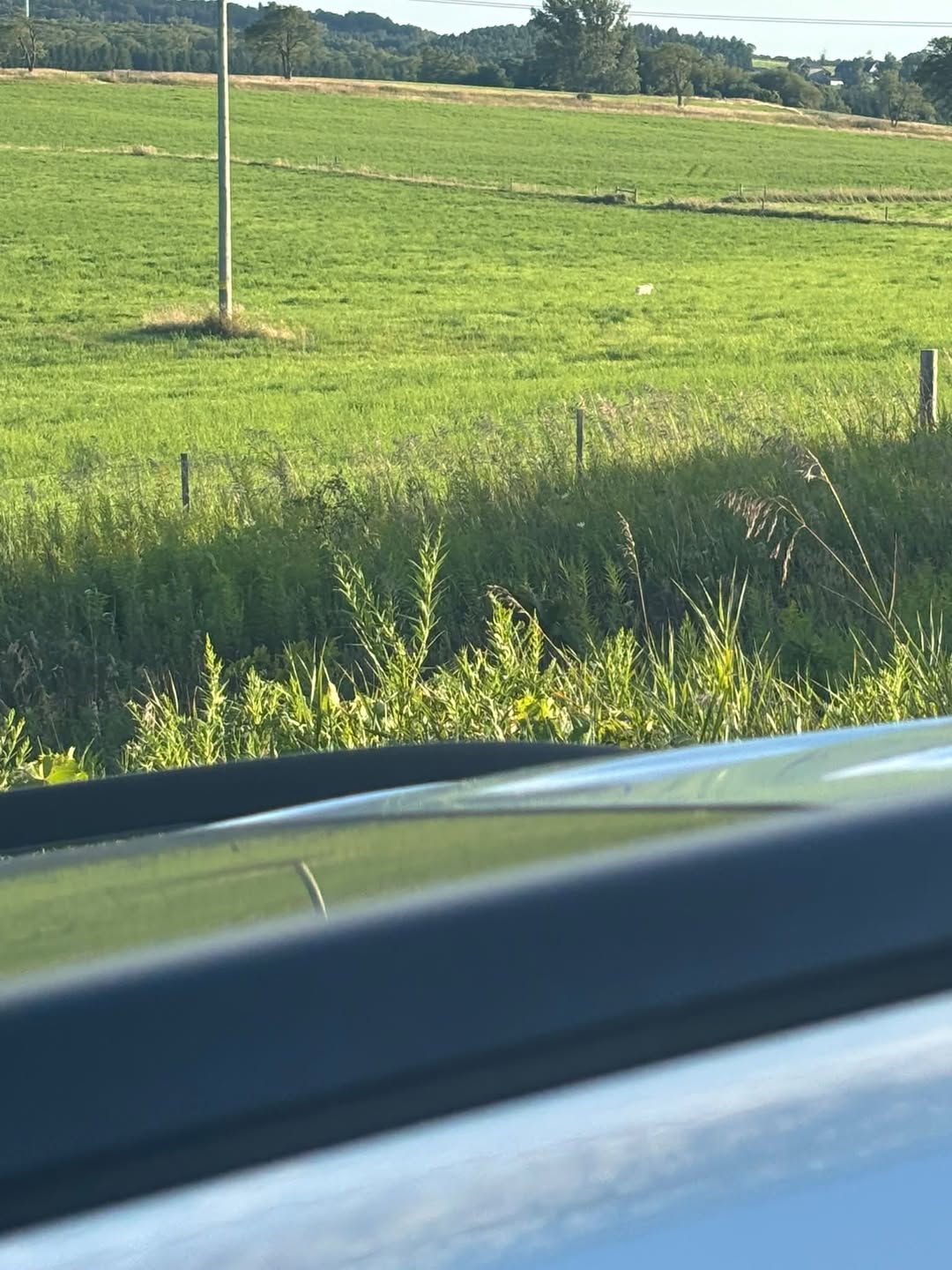 Found dog
