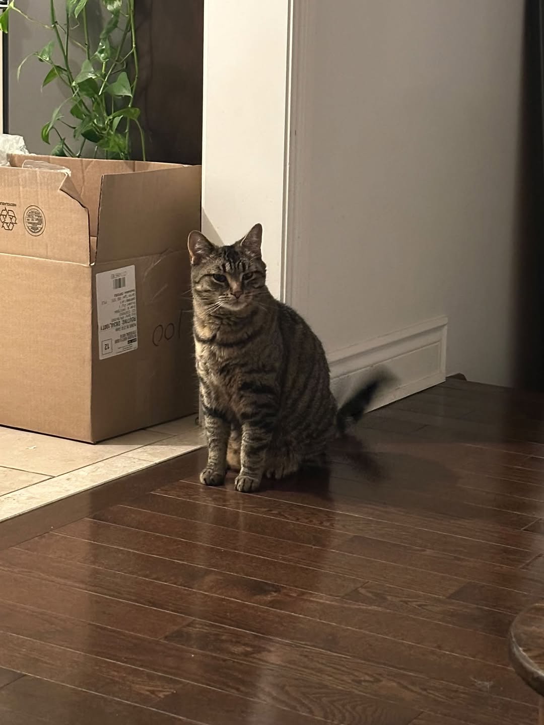 Lost Cat in Copper Hills