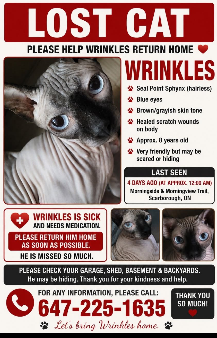 Lost cat