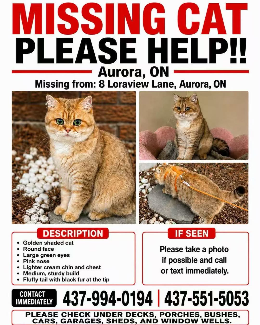 Lost Cat in Aurora