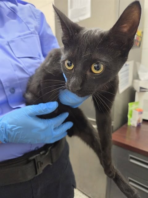 Found cat