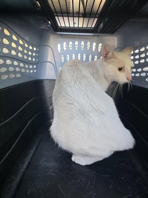 Found cat