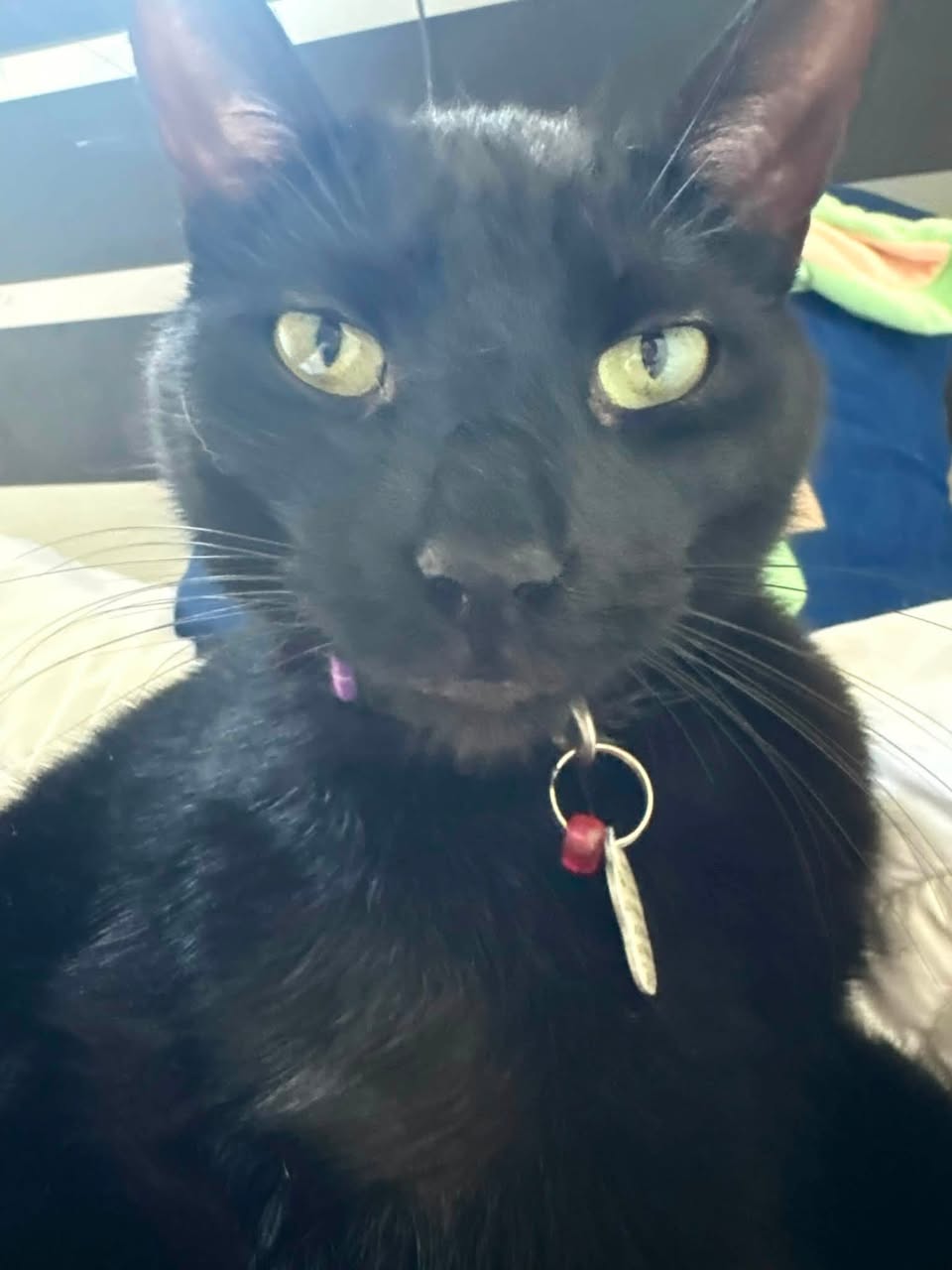 Lost Cat in Newmarket