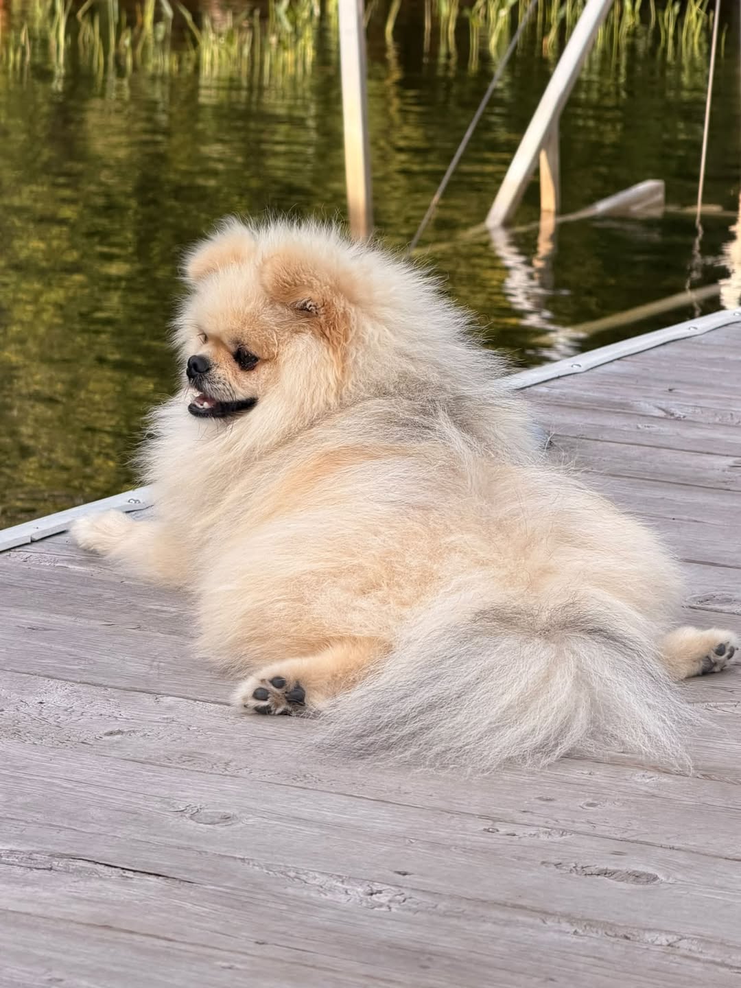 Lost dog