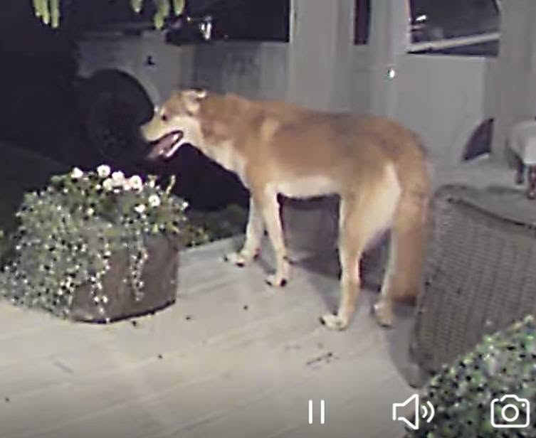 Found Dog in Jacksons Point