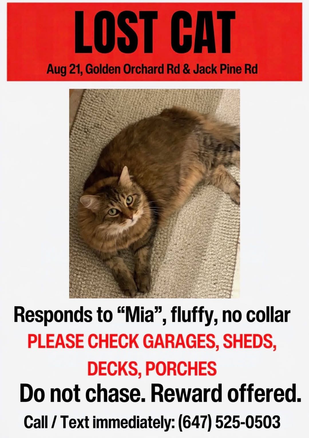 Lost Cat in Maple