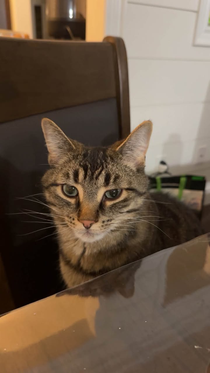 Lost cat
