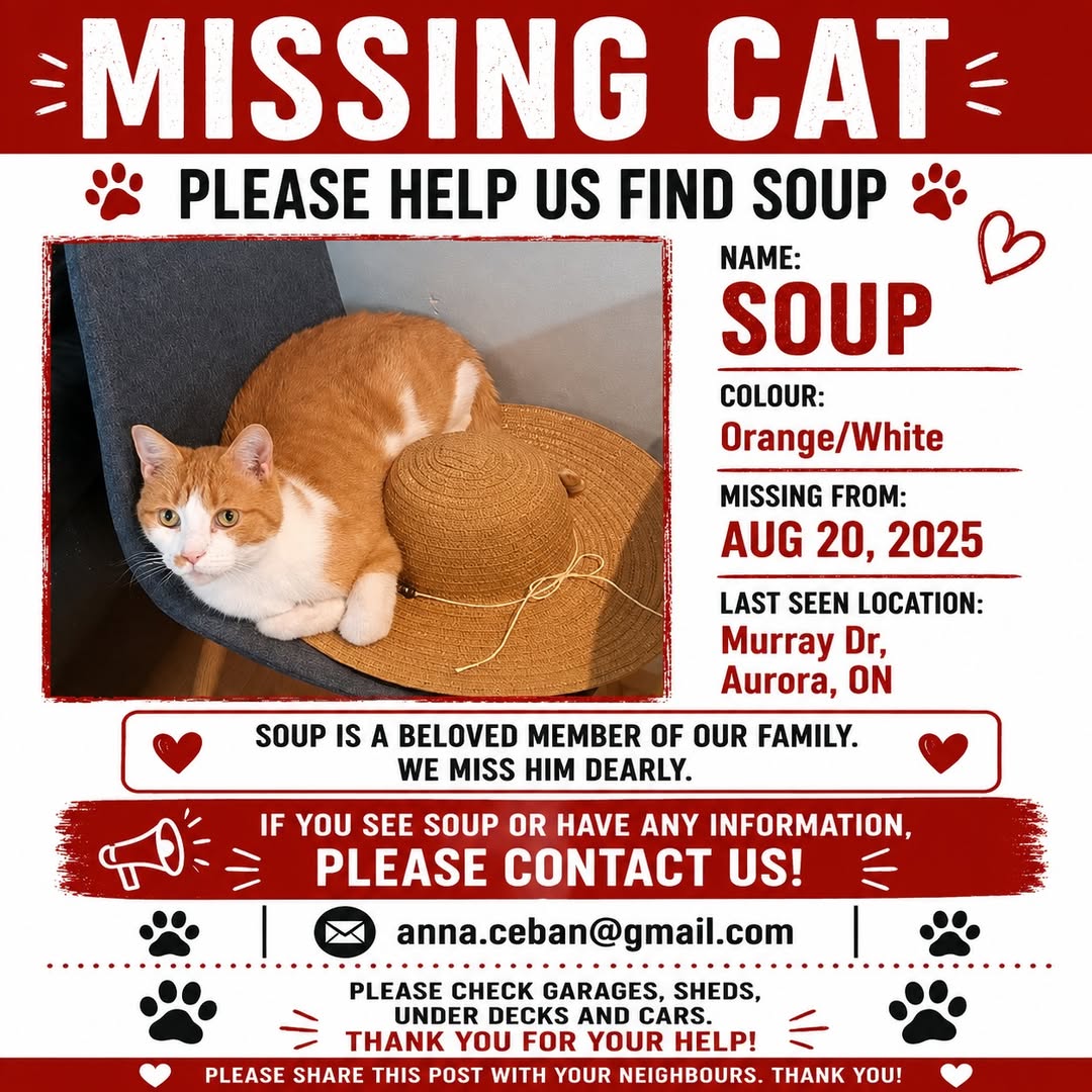 Lost Cat in Aurora