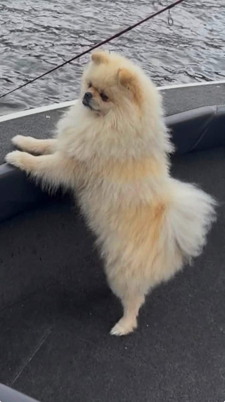 Lost Dog in King City