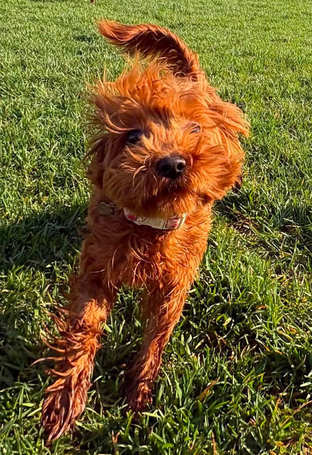 Lost Dog in Stouffville