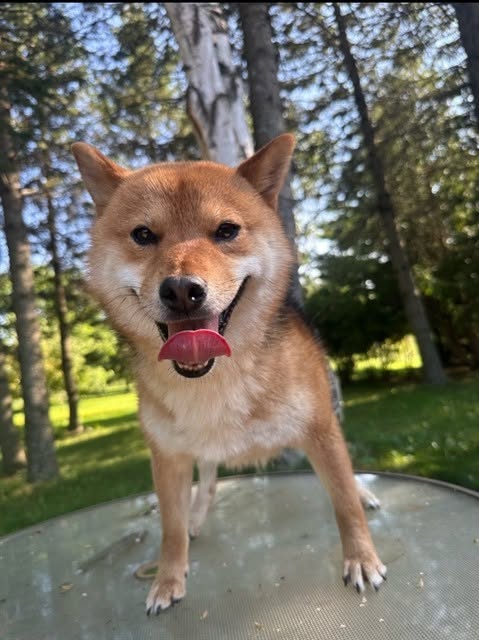Found dog