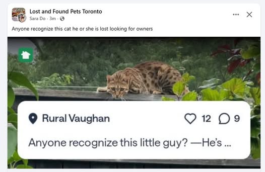Found cat