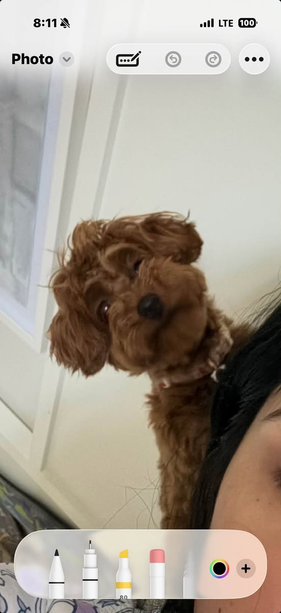 Lost Dog in York Region