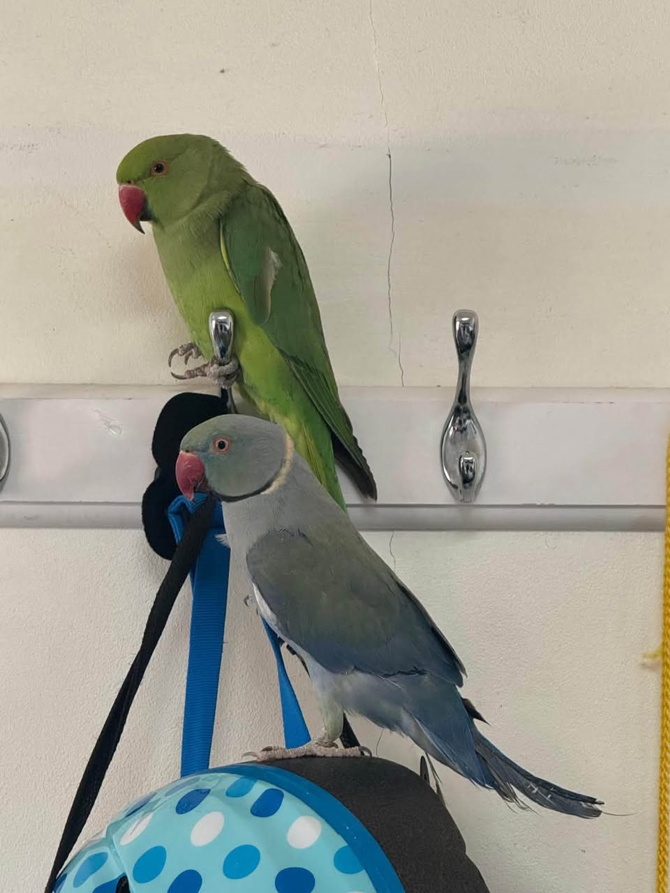 Lost Bird in London
