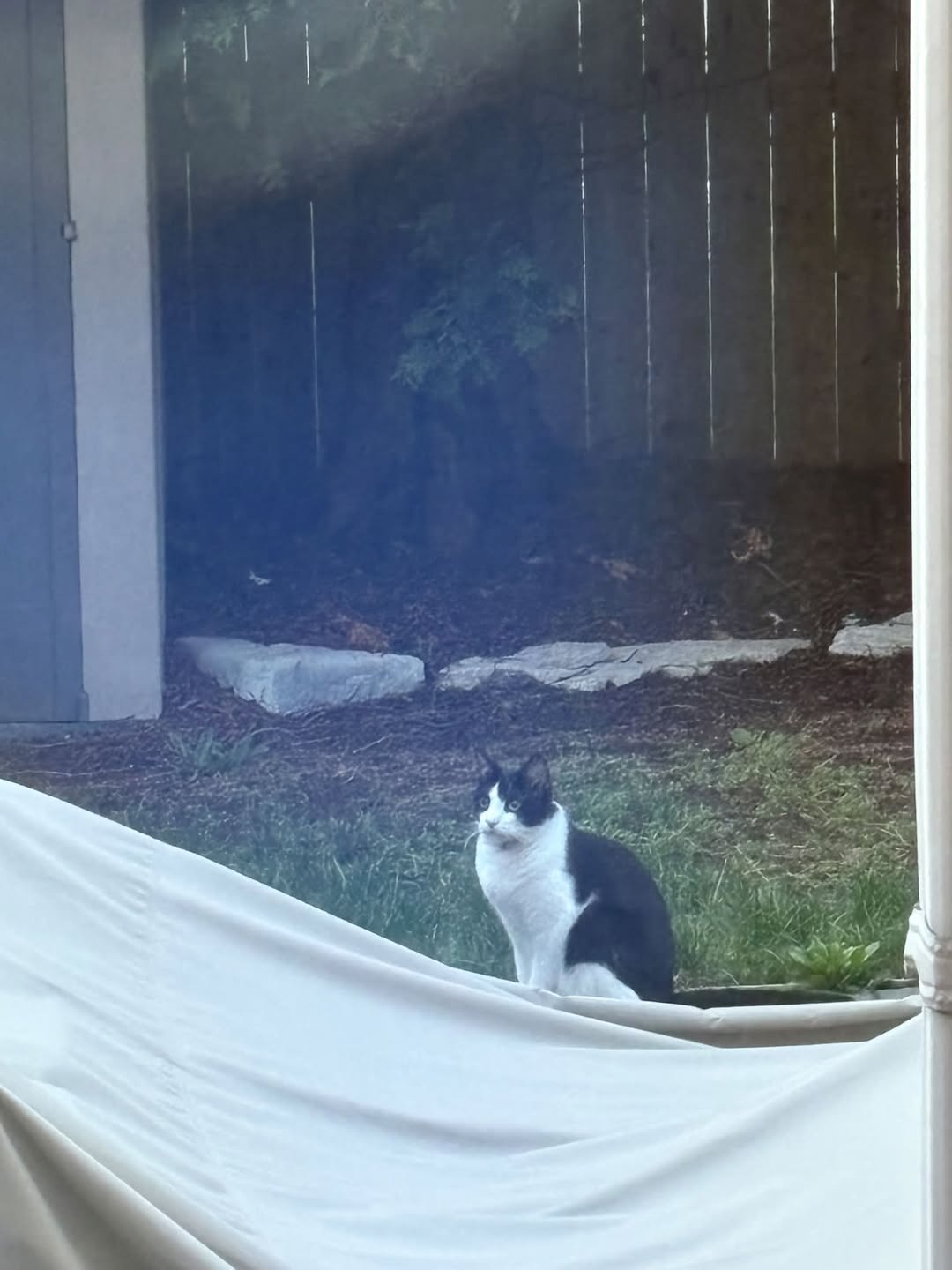 Found Cat in Maple