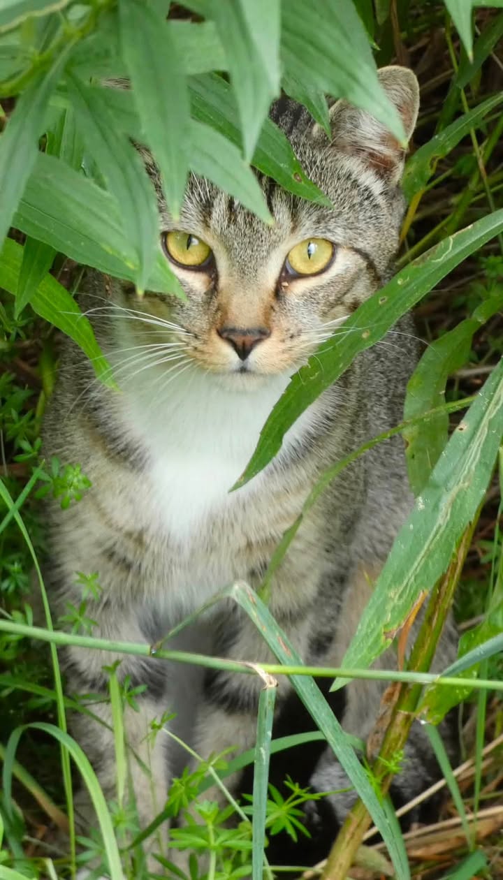 Found cat