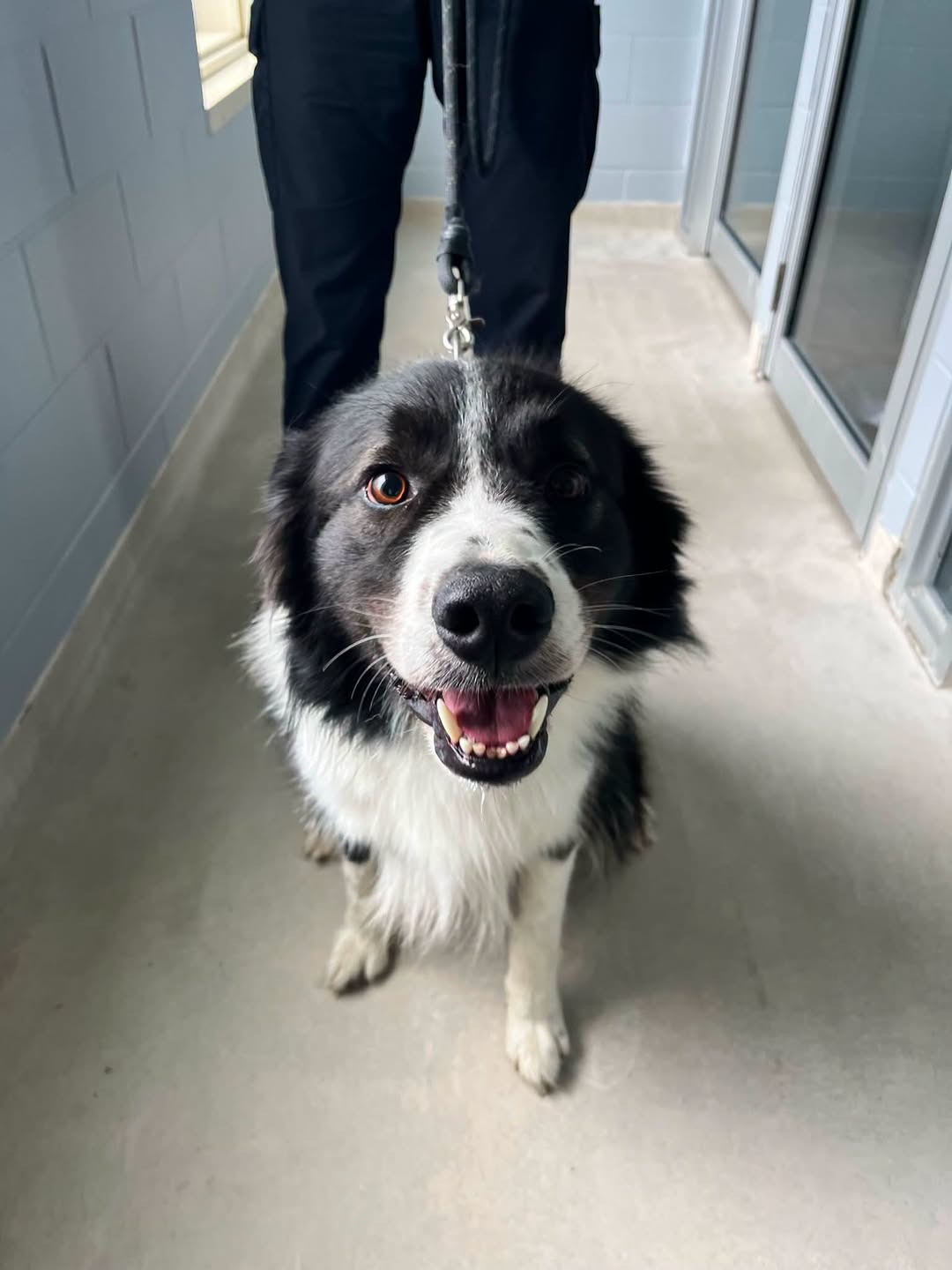 Found dog