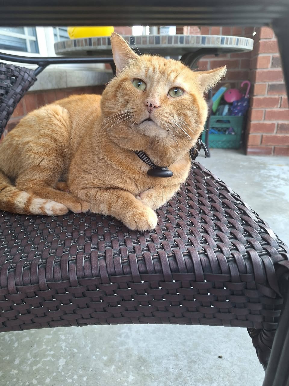 Found cat