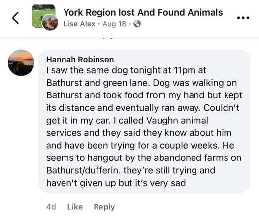 Lost Dog in York Region