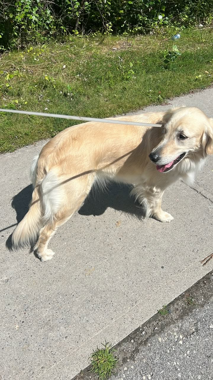 Found dog