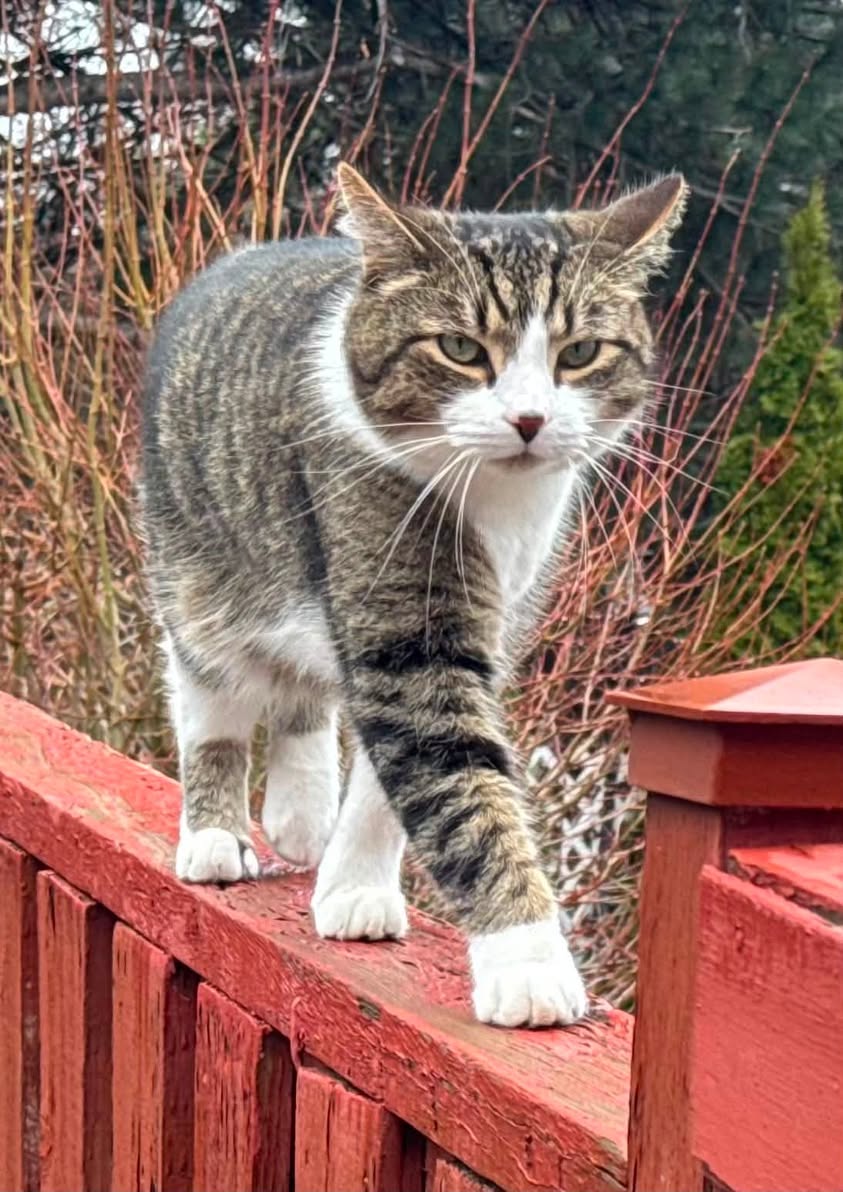 Lost cat