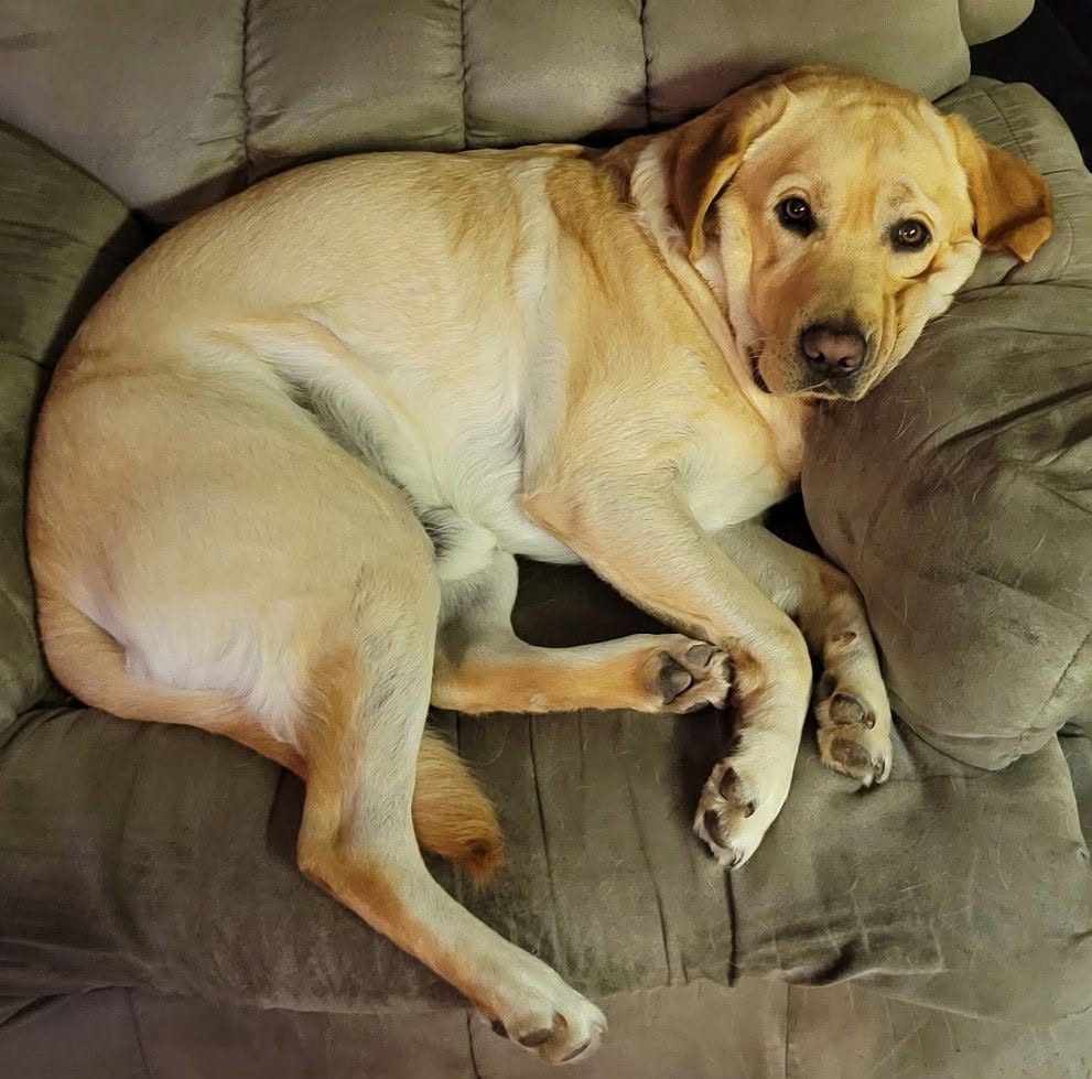 Lost Dog in Georgina