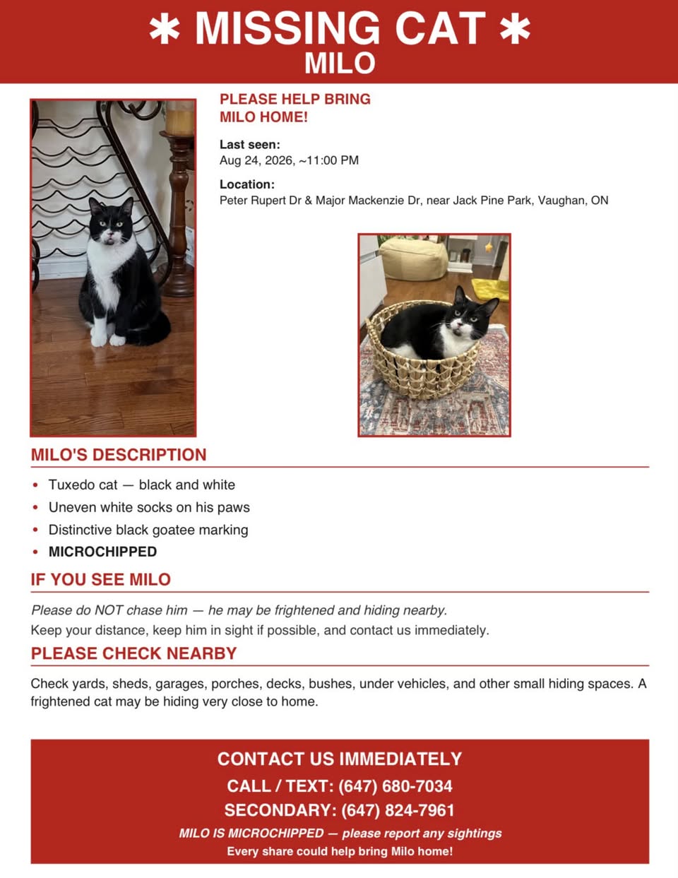 Lost cat