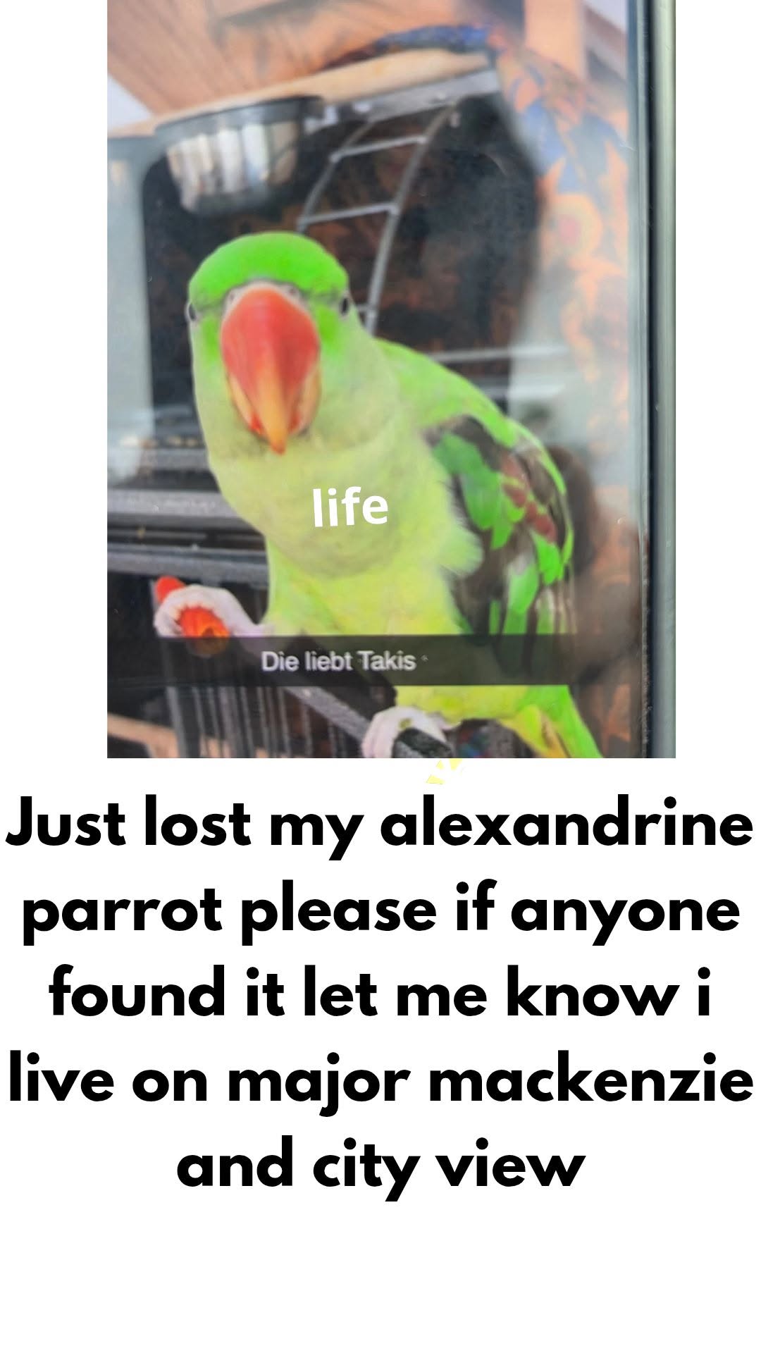 Lost Bird in York Region