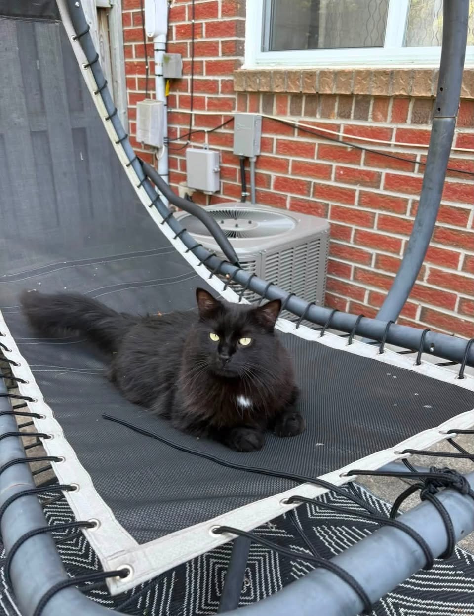 Lost cat