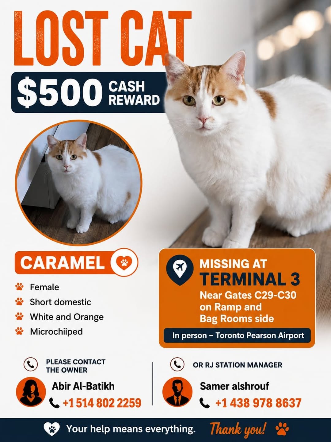 Lost cat