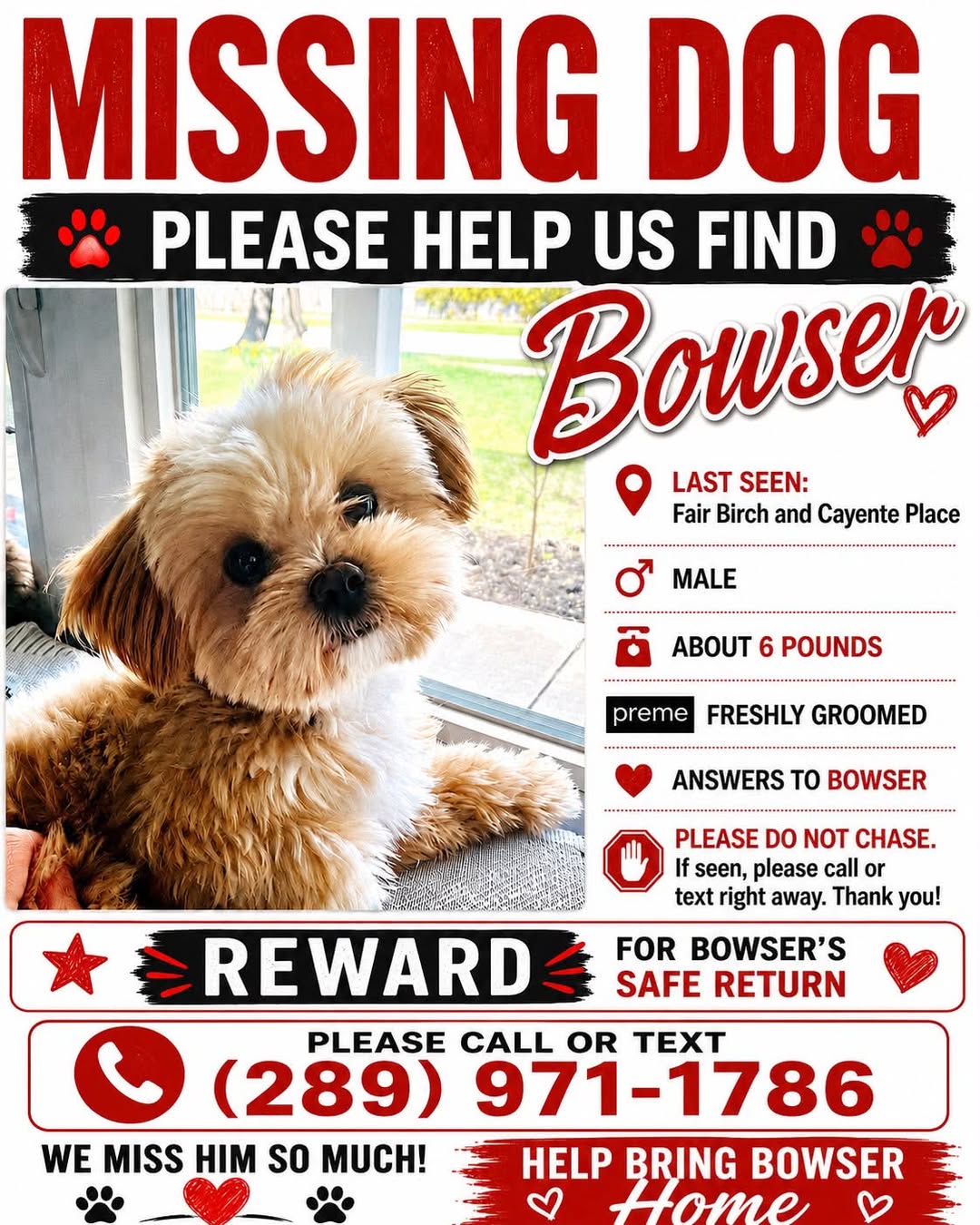 Lost dog