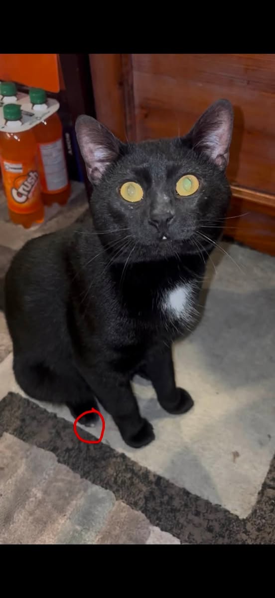 Lost cat