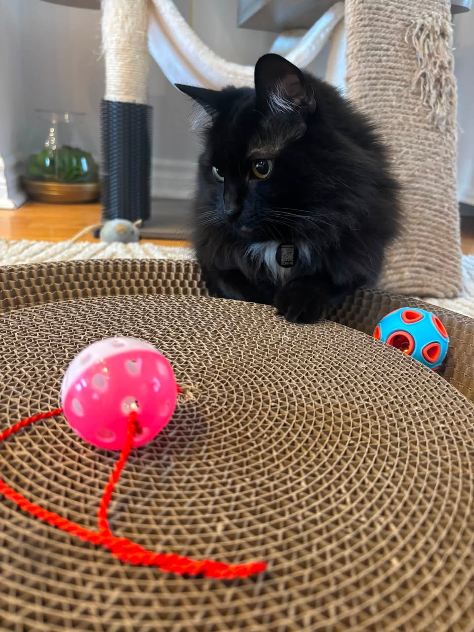 Lost cat